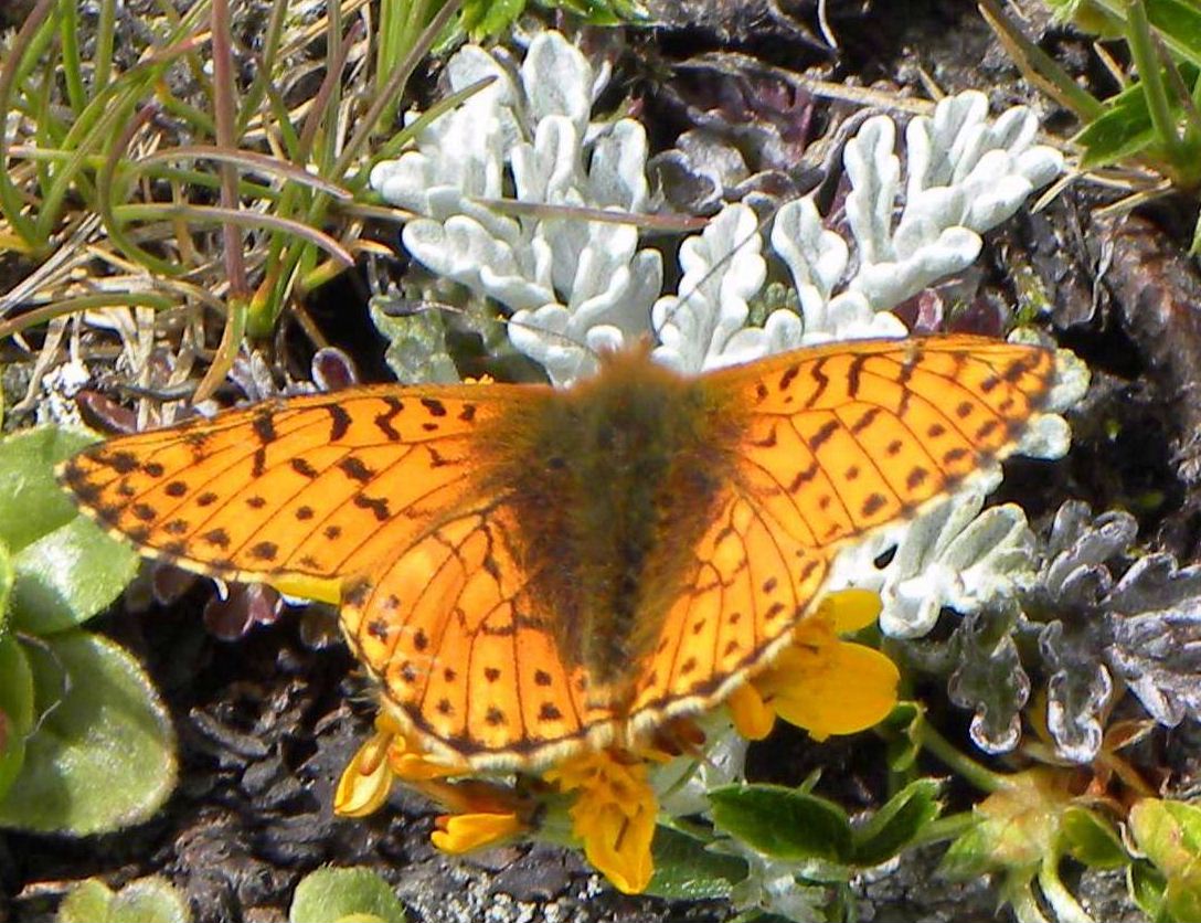 farfalla da identificare
